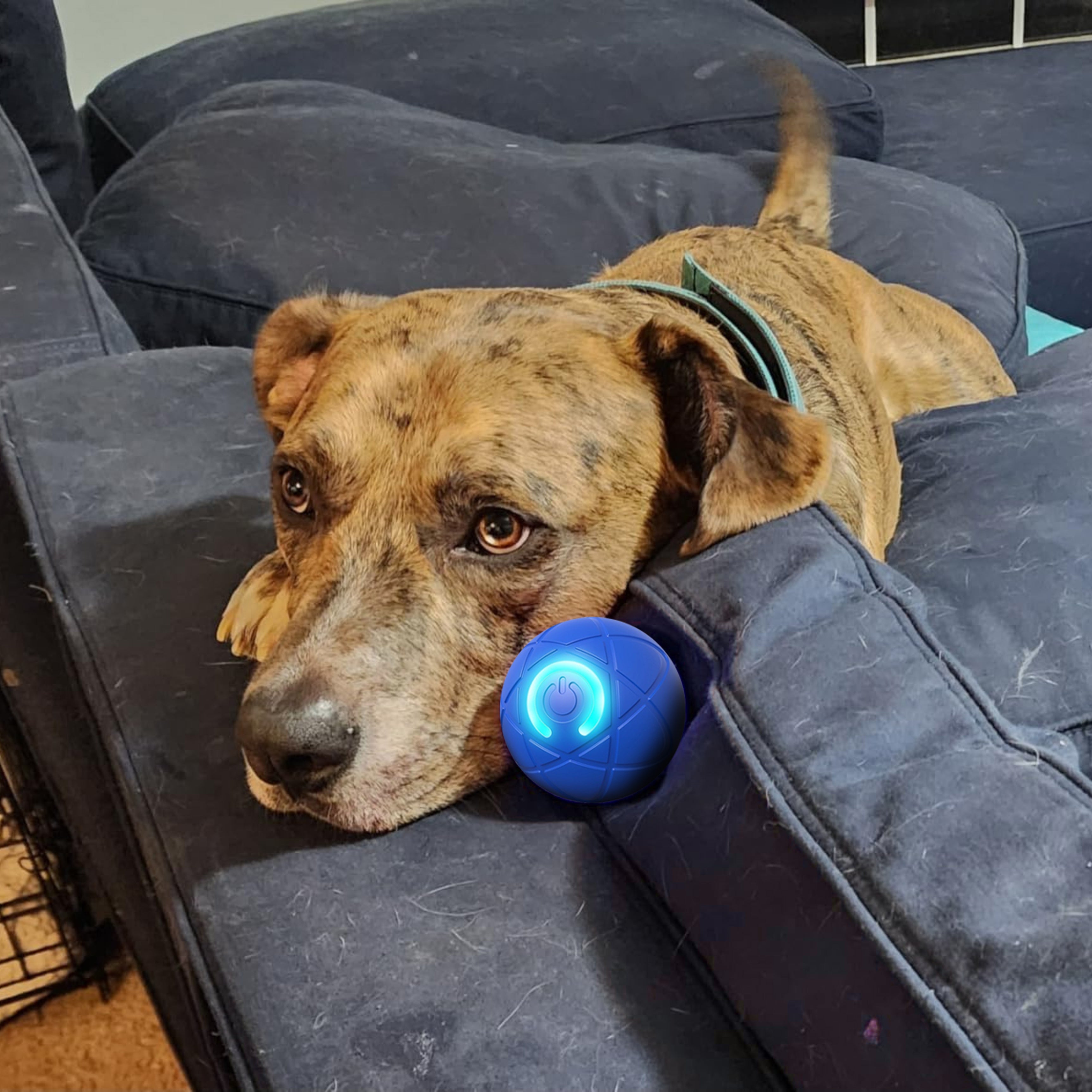 Interactive USB‑Rechargeable Bouncing Ball Toy for Dogs